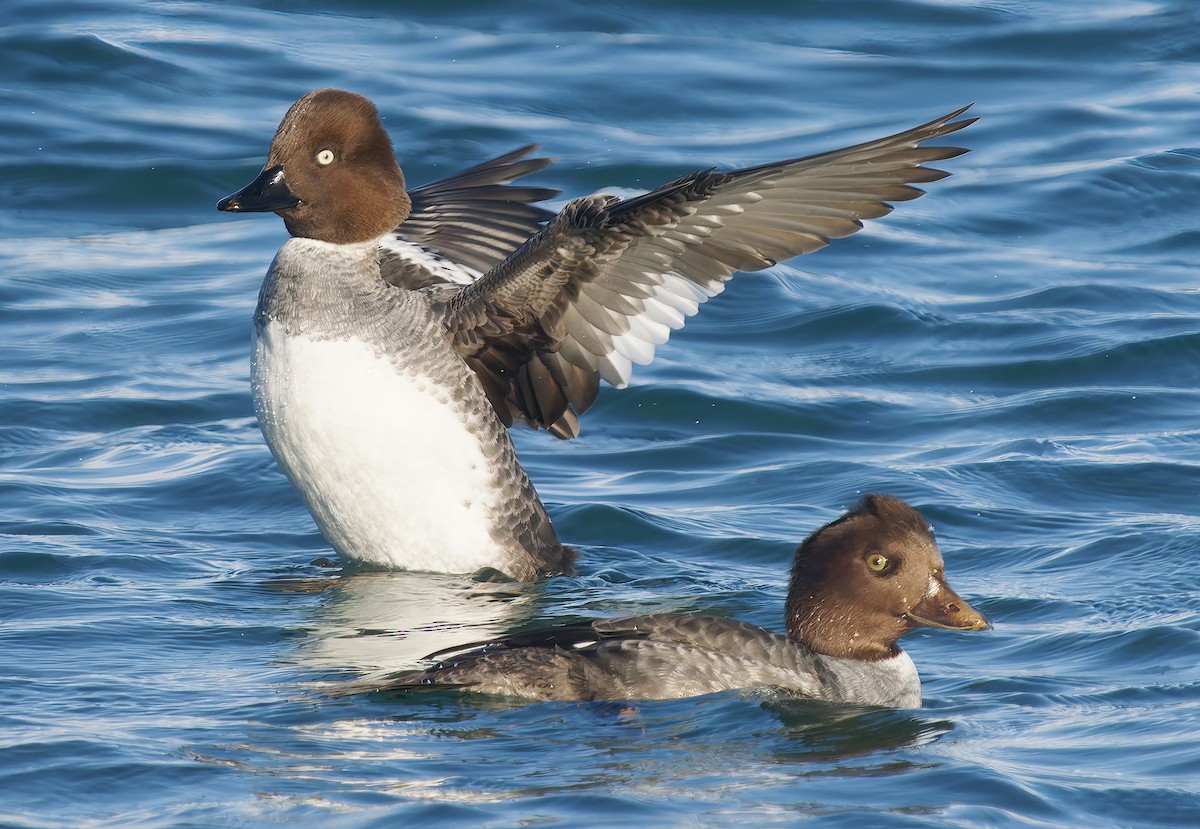 Исландский гоголь - ML647689561