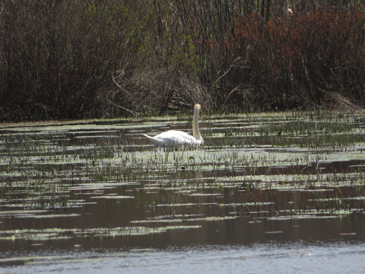 Лебідь-шипун - ML647689582