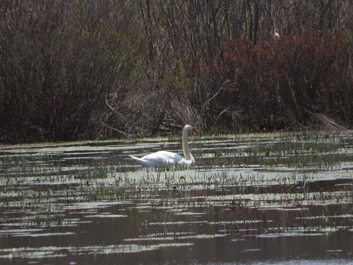 Лебідь-шипун - ML647689583
