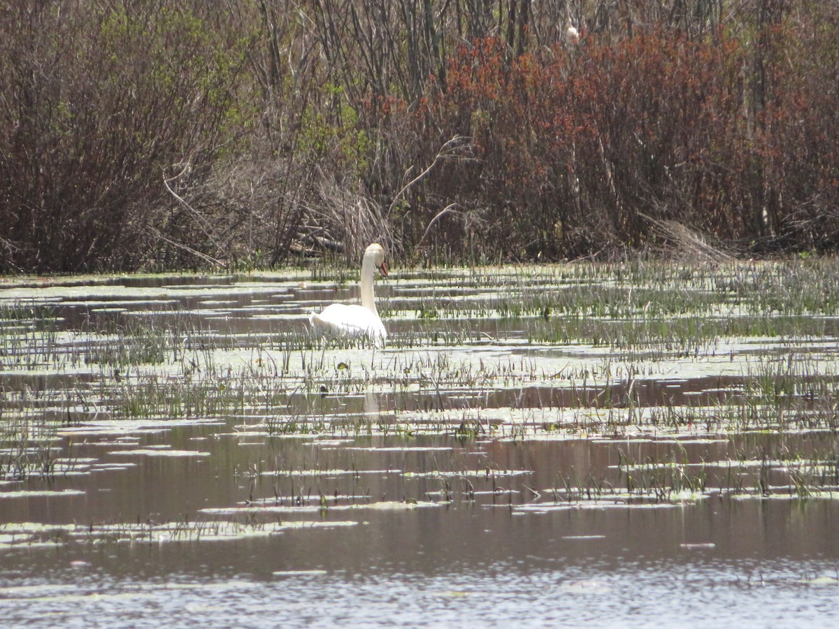 Лебідь-шипун - ML647689584
