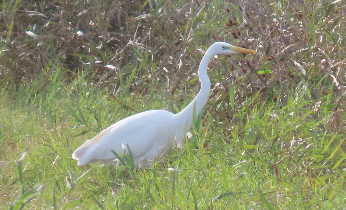 Garceta Grande - ML647689598