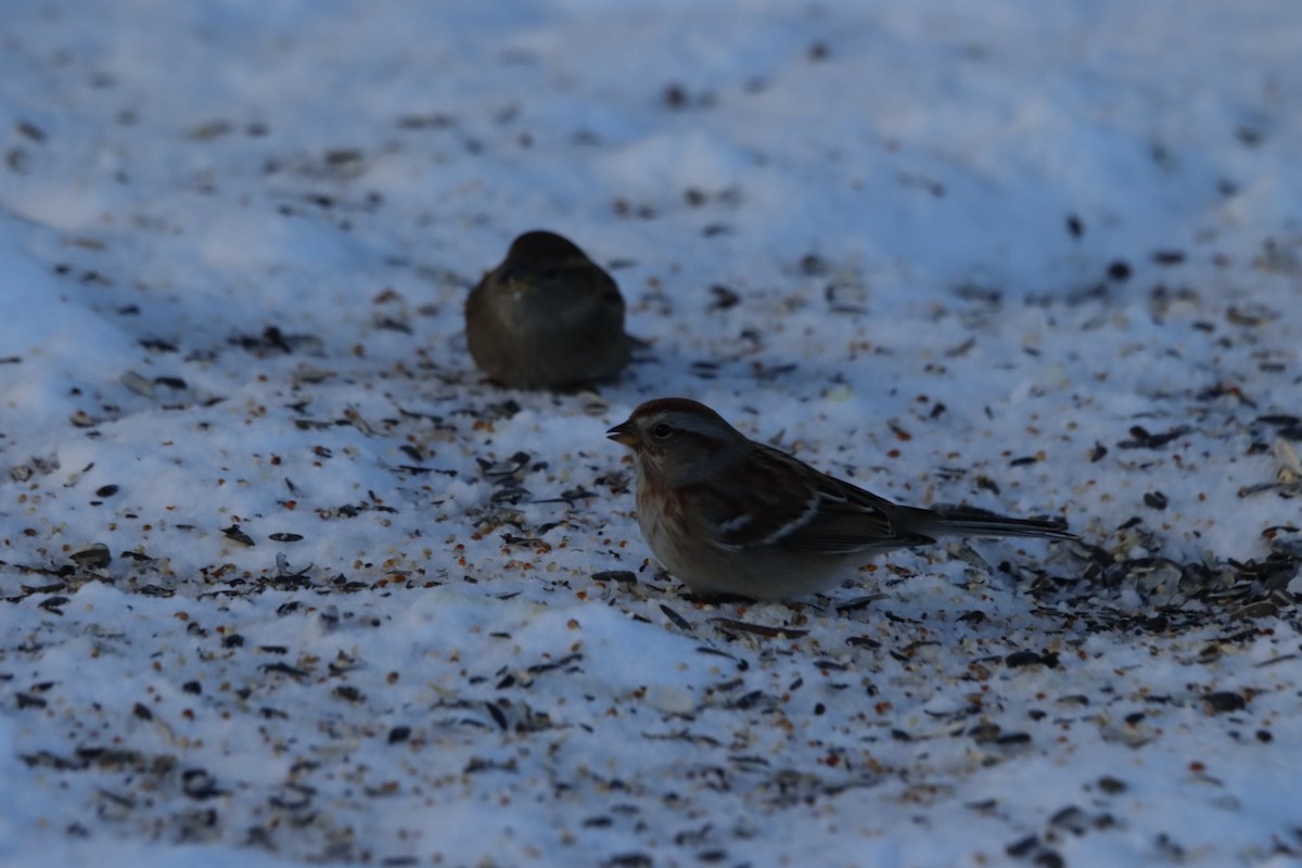 American Tree Sparrow - ML647689610