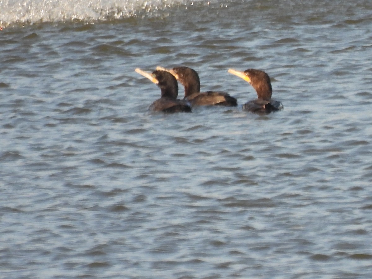 totoppskarv - ML647689616