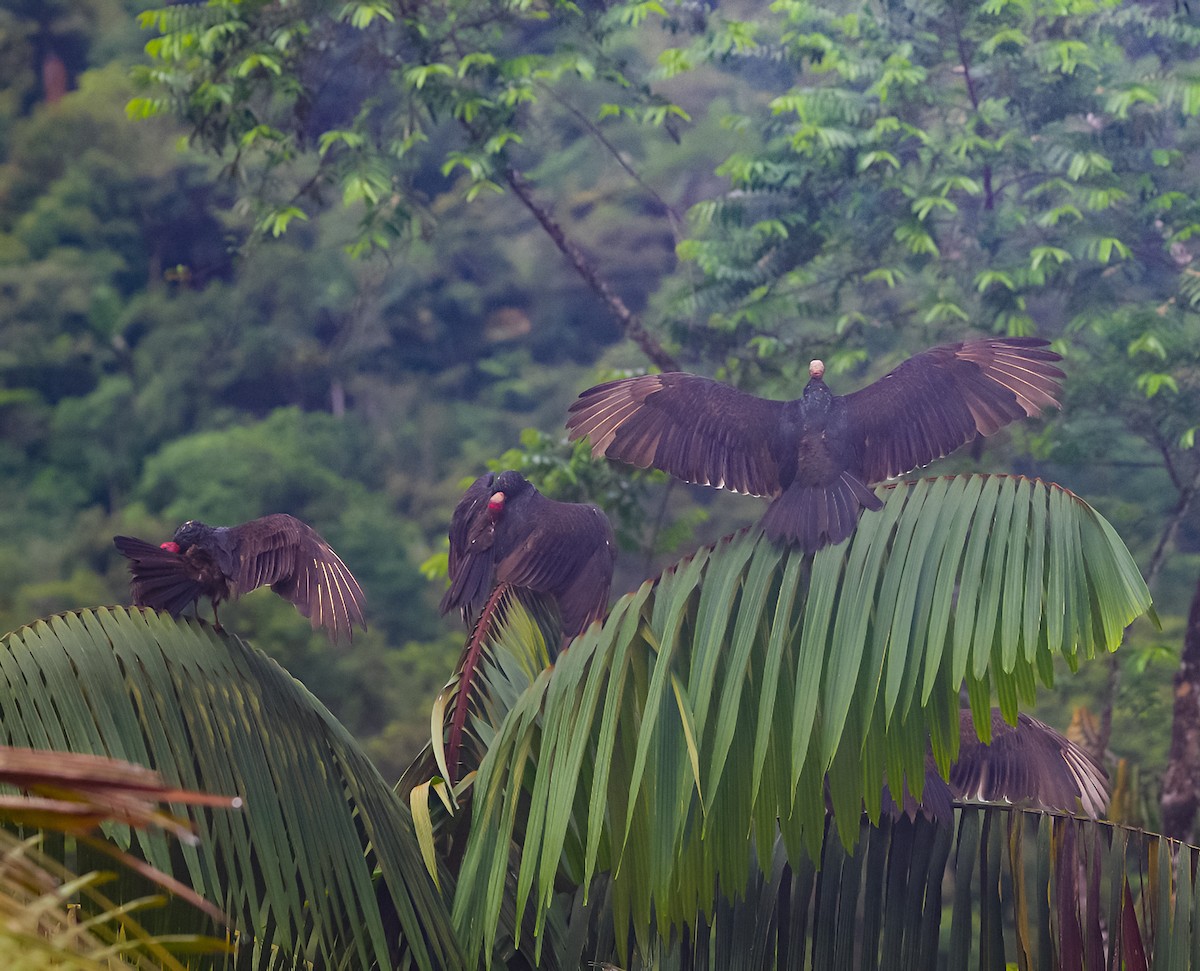 Turkey Vulture - ML647689650