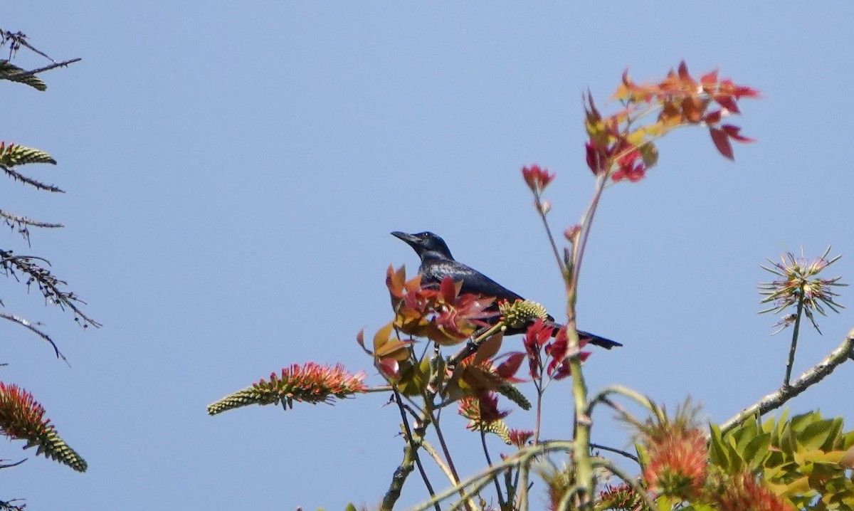 Kızılkanat - ML647689654