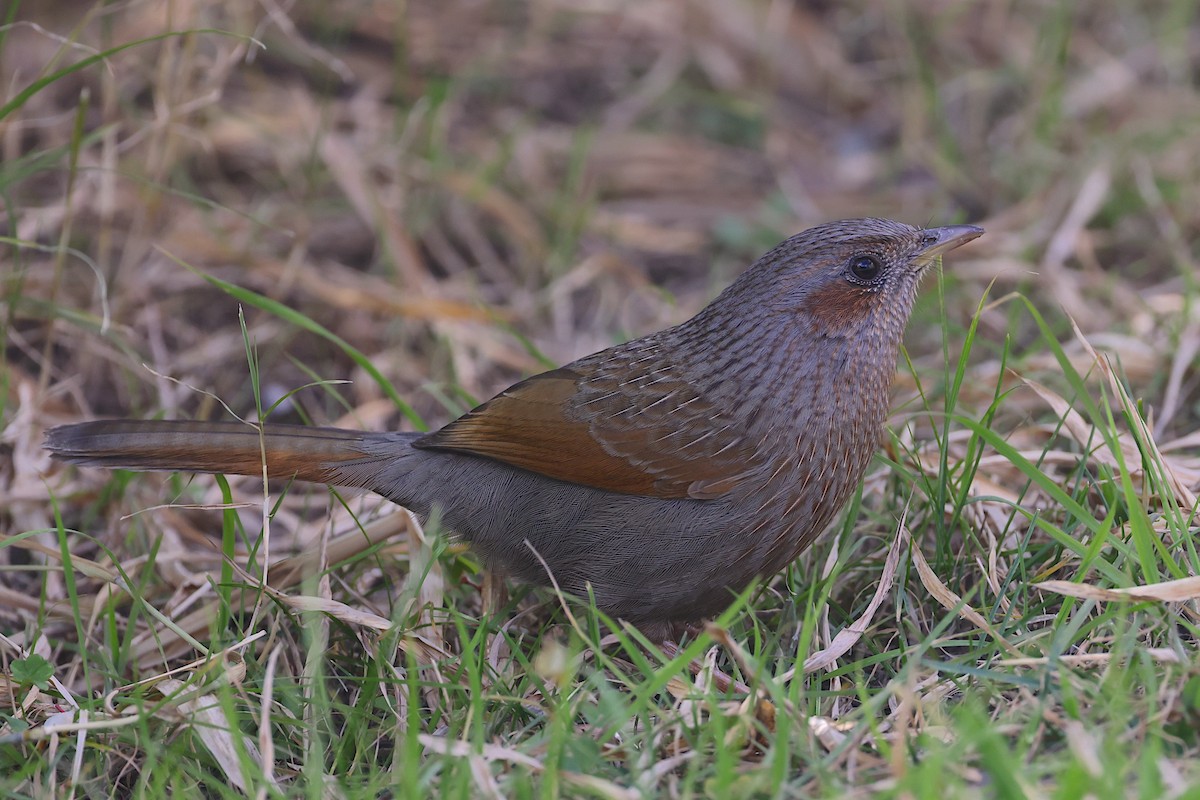 Streaked Laughingthrush - ML647689674