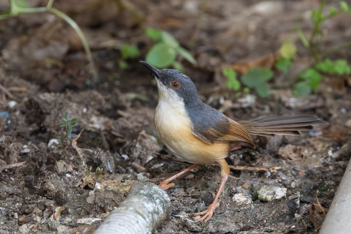 Ashy Prinia - ML647689706