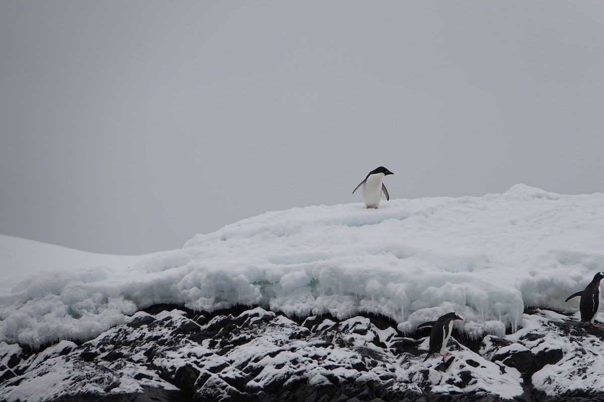Adelie Penguin - ML647689711