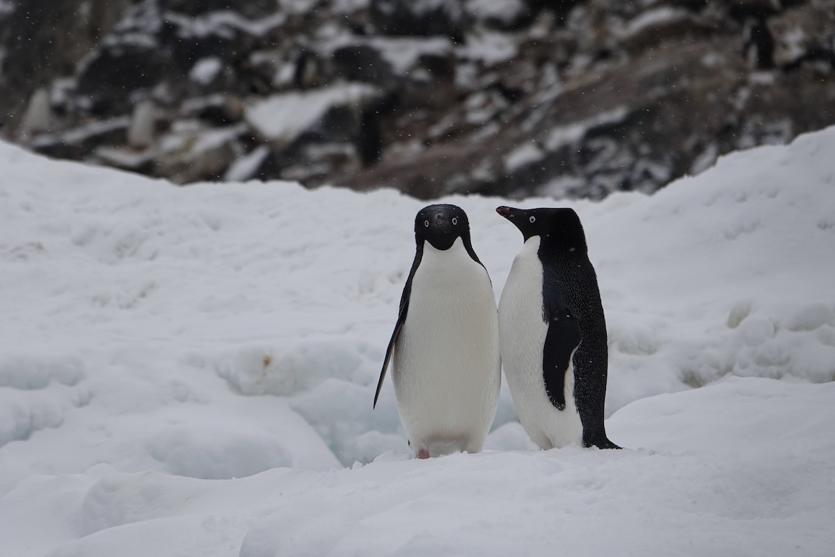 Adelie Penguin - ML647689713
