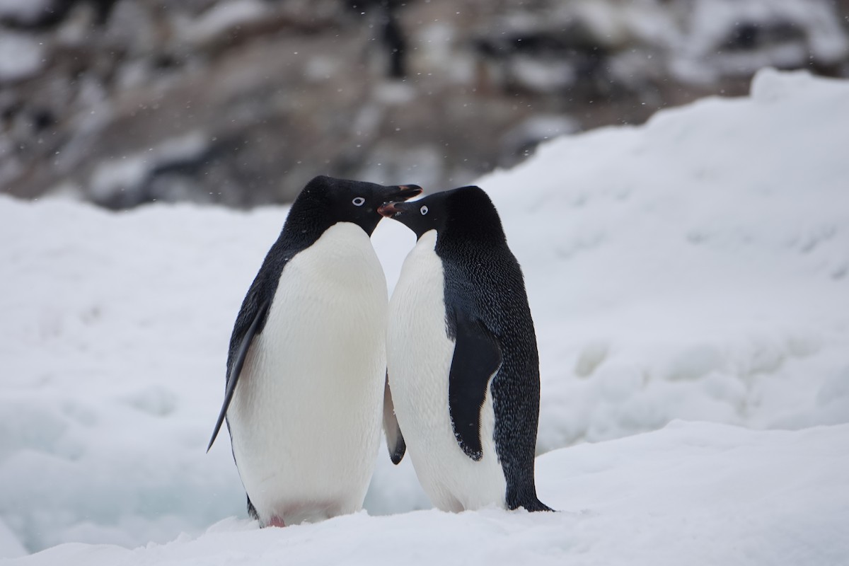 Adelie Penguin - ML647689718
