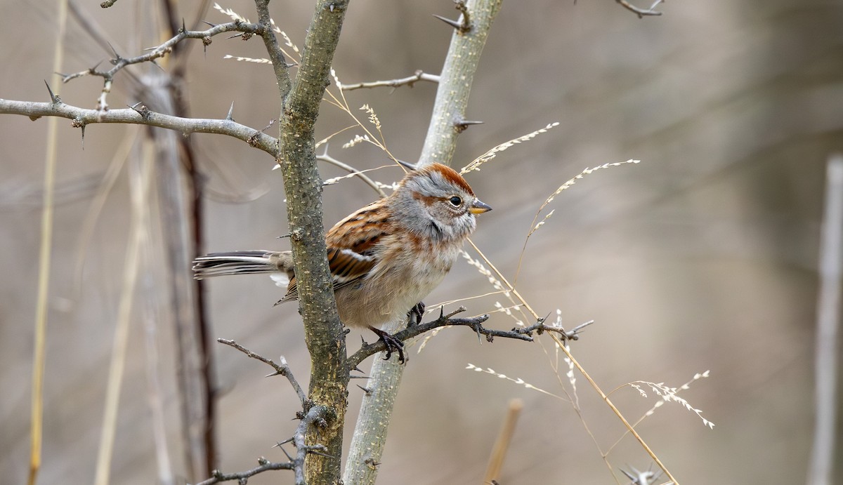 American Tree Sparrow - ML647689719