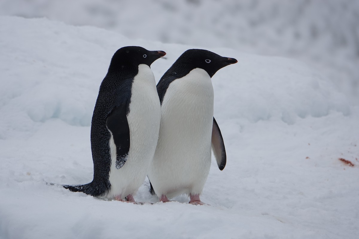 Adelie Penguin - ML647689721