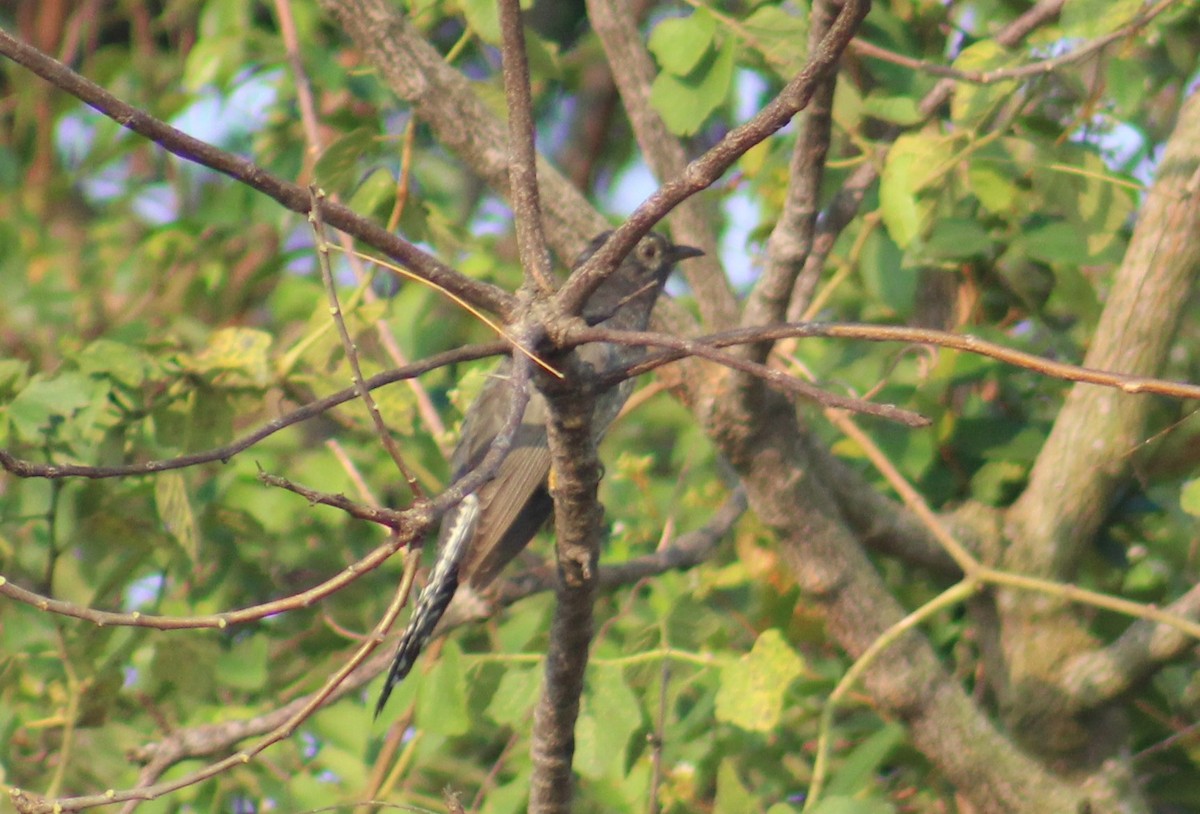 Gray-bellied Cuckoo - ML647689730