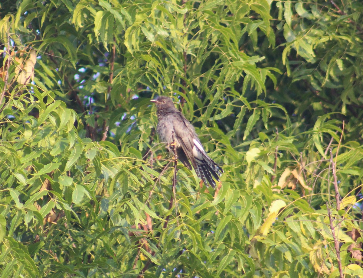 Gray-bellied Cuckoo - ML647689731
