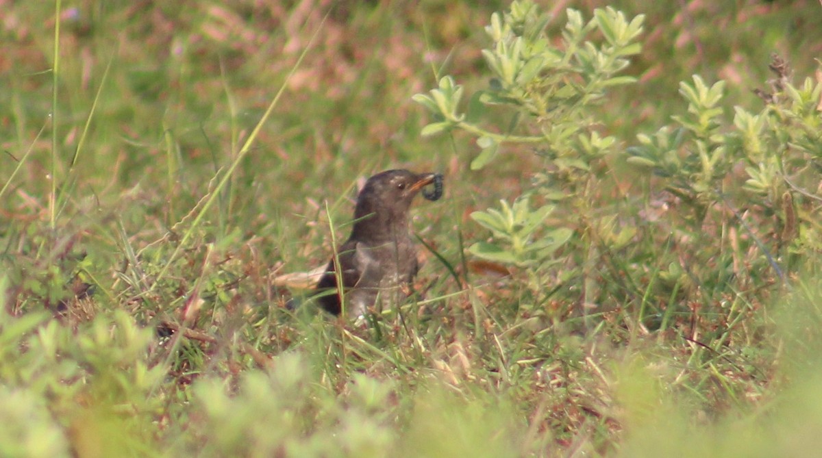 Gray-bellied Cuckoo - ML647689732