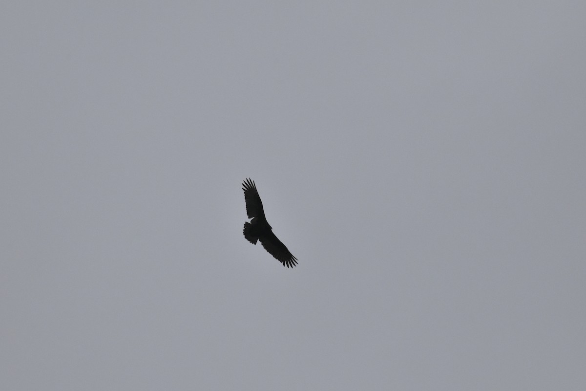 Turkey Vulture - ML647689765