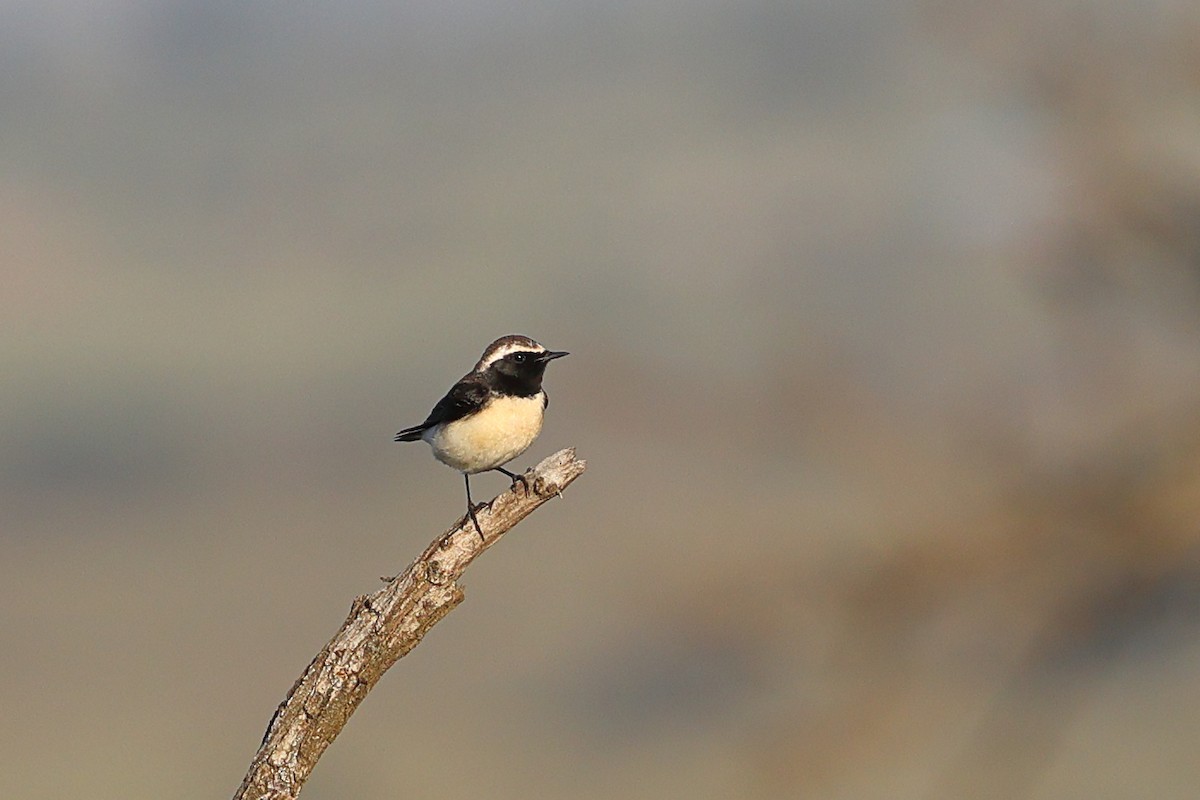 bělořit bělohlavý - ML647689772