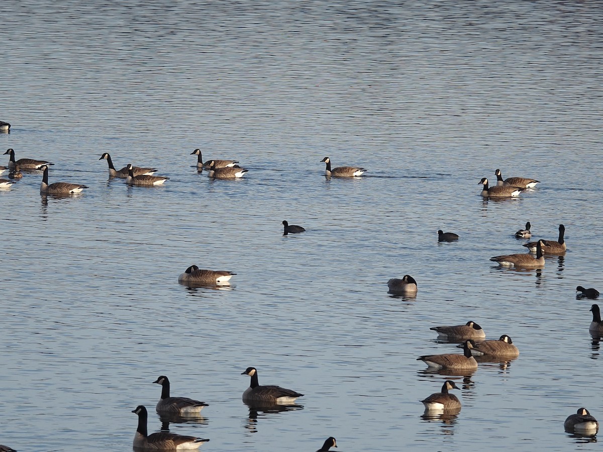 Лиска американська - ML647689775