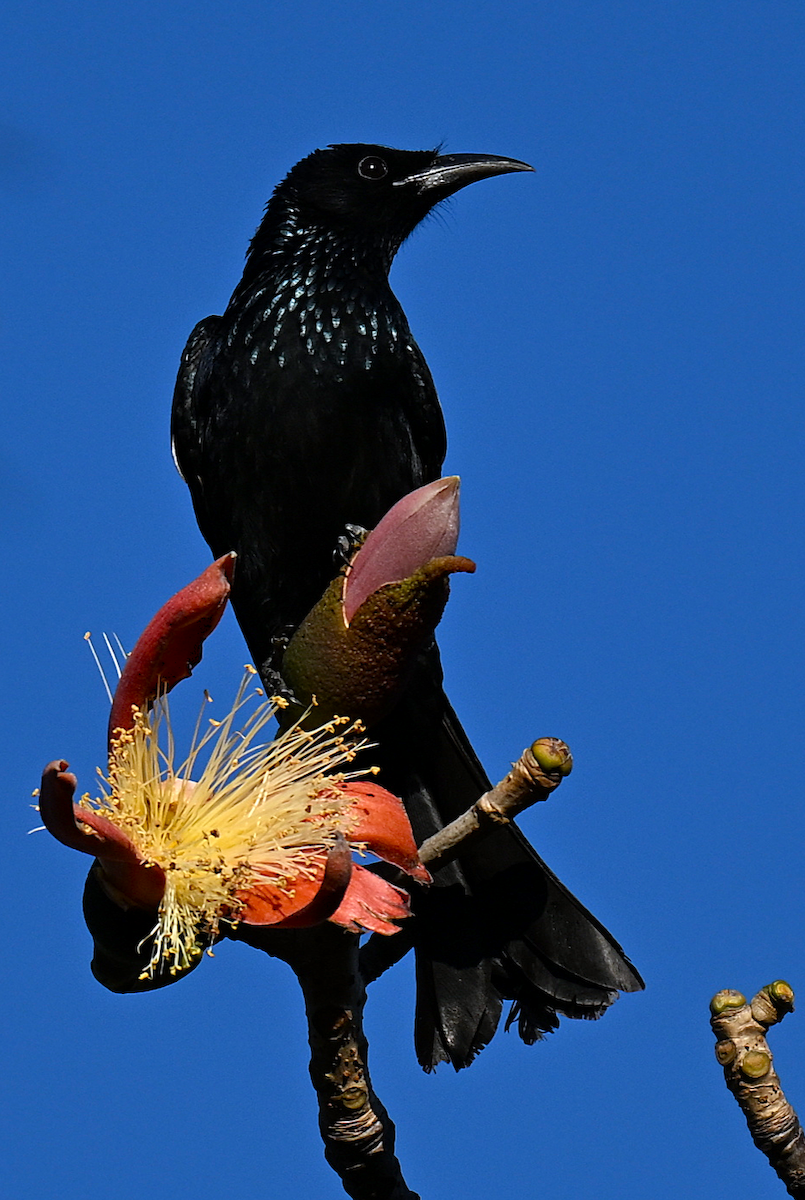Hair-crested Drongo - ML647689797