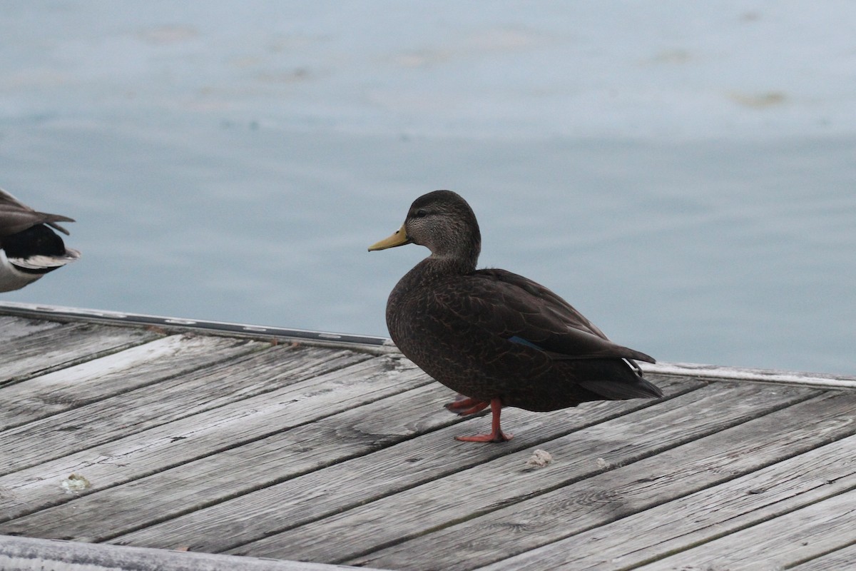 ברווז שחור אמריקני - ML647689798