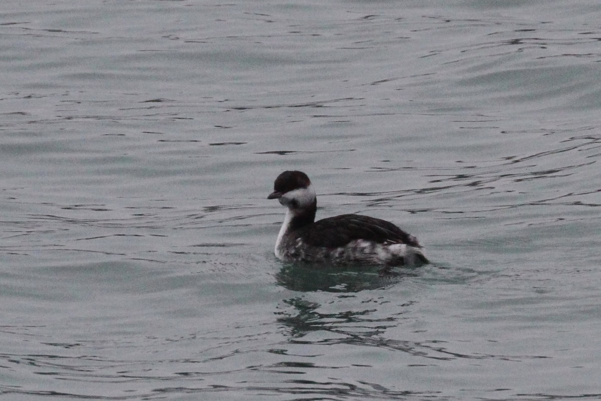 טבלן לבן-לחיים - ML647689803