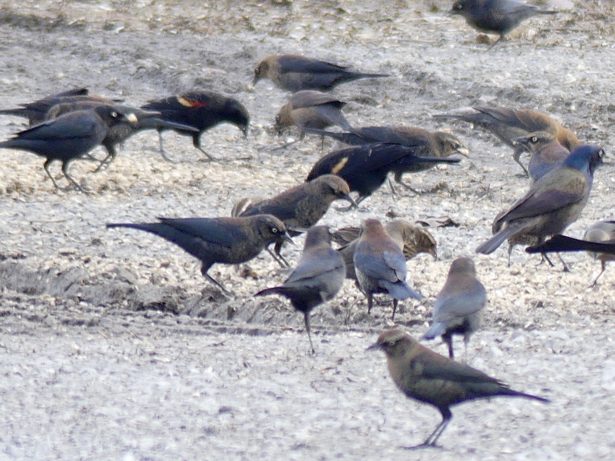 blackbird sp. - ML647689809