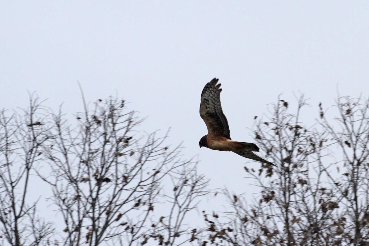זרון אמריקני - ML647689810