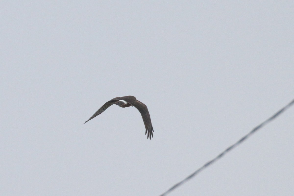 זרון אמריקני - ML647689811