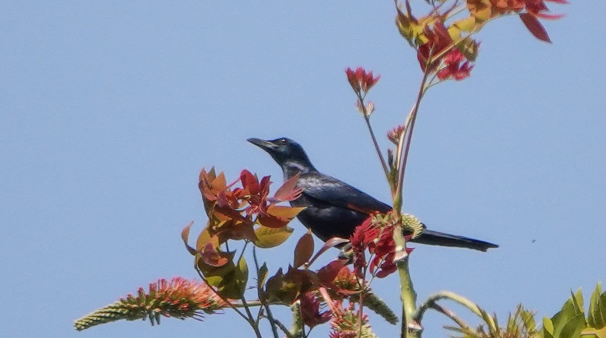 Kızılkanat - ML647689819