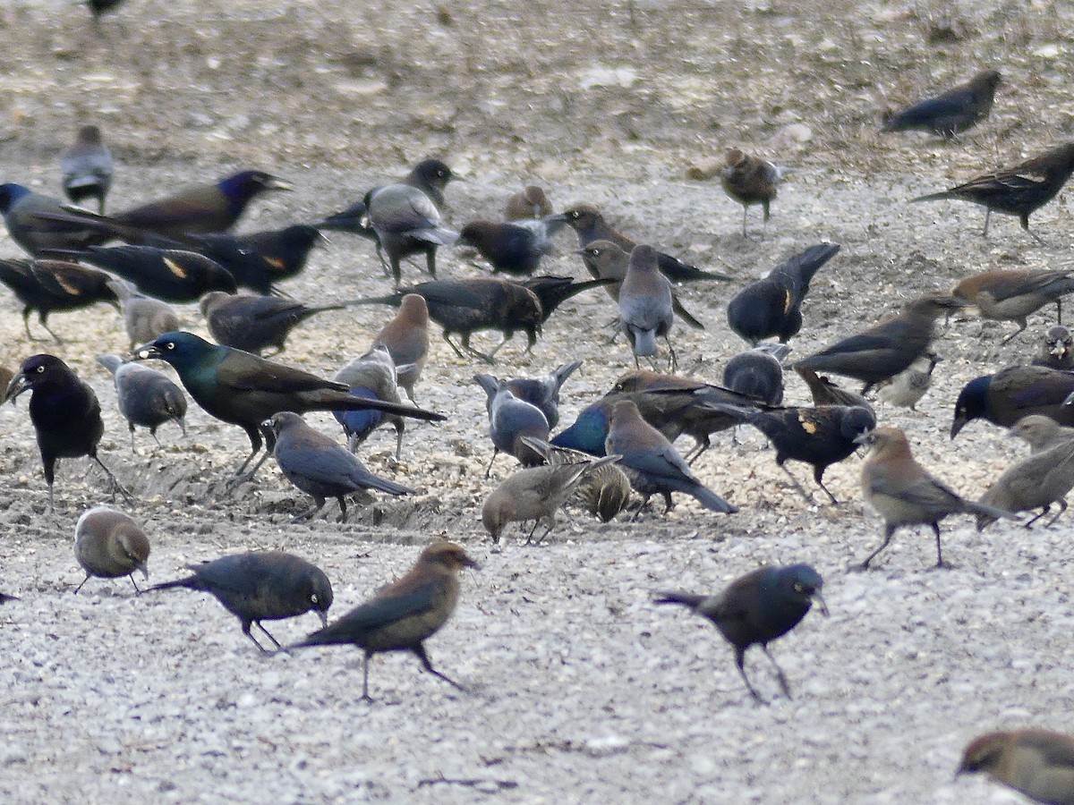 blackbird sp. - ML647689821