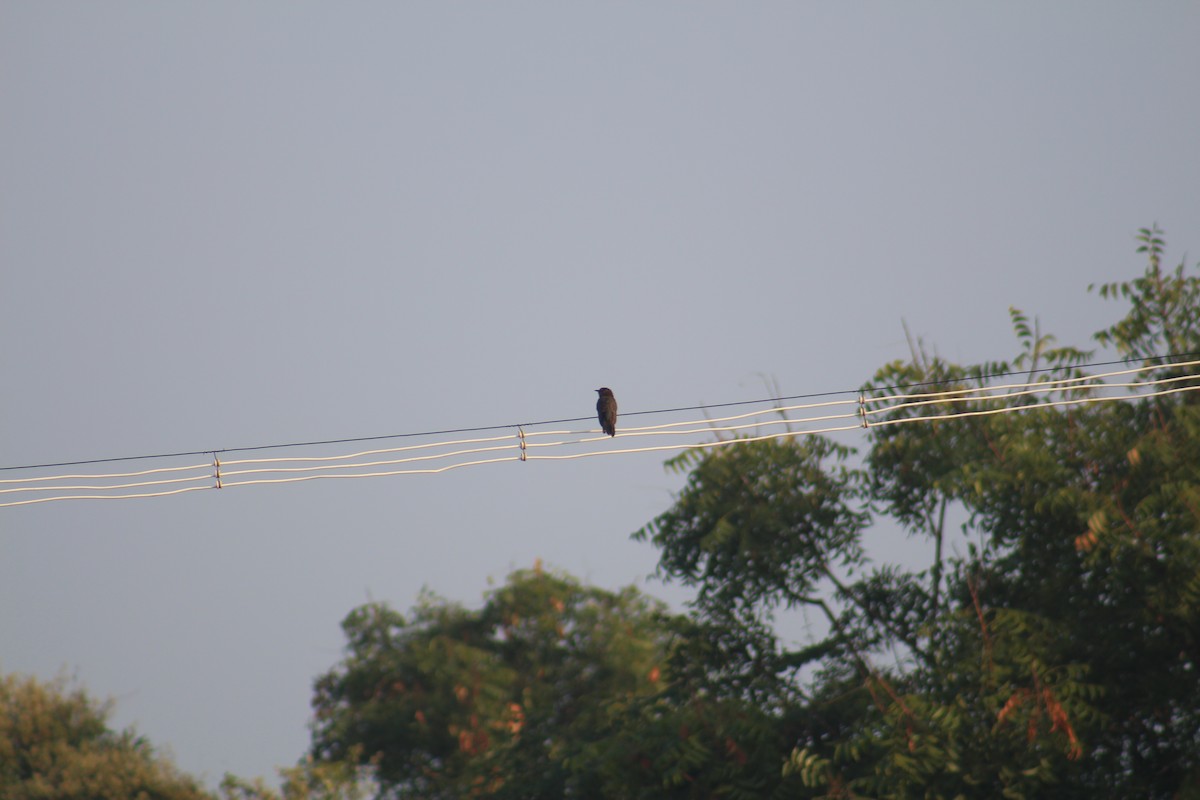 Gray-bellied Cuckoo - ML647689822