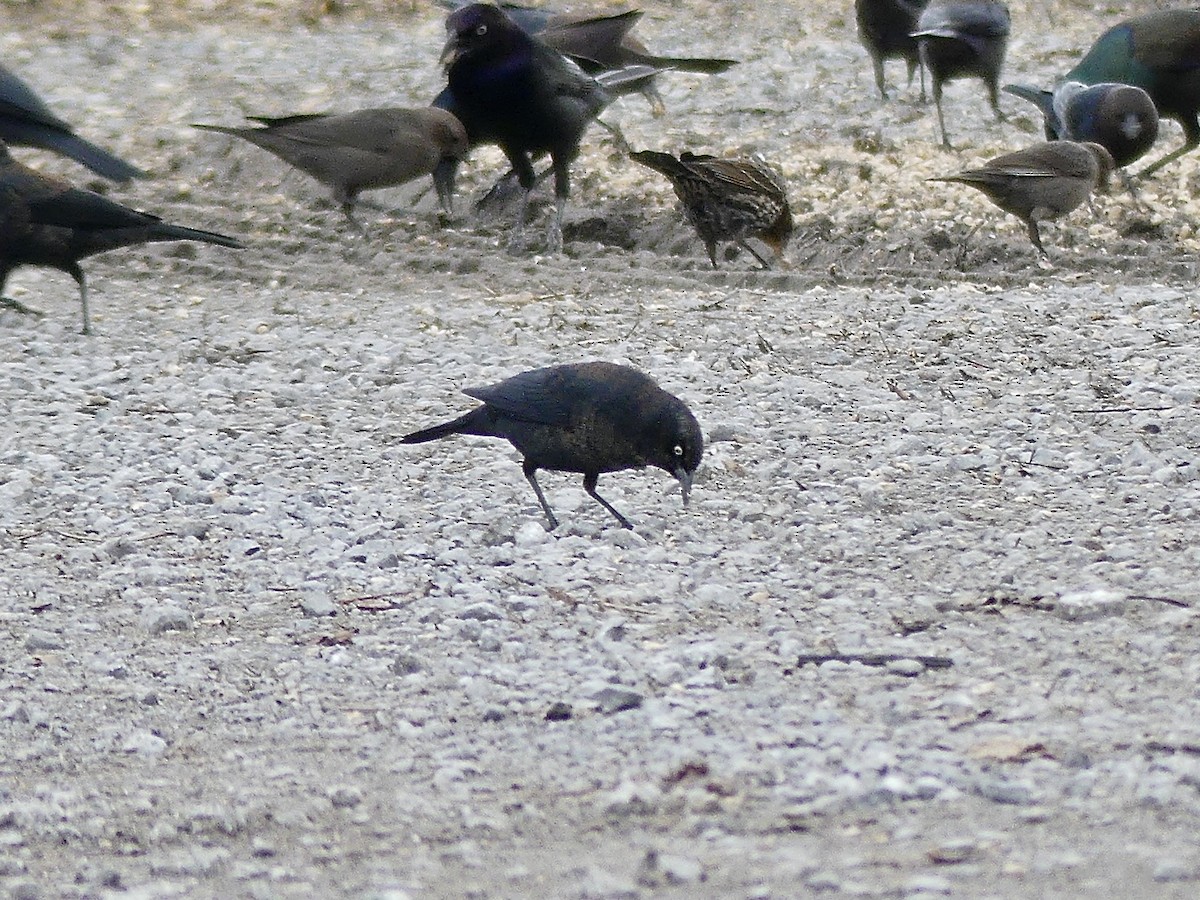 blackbird sp. - ML647689824