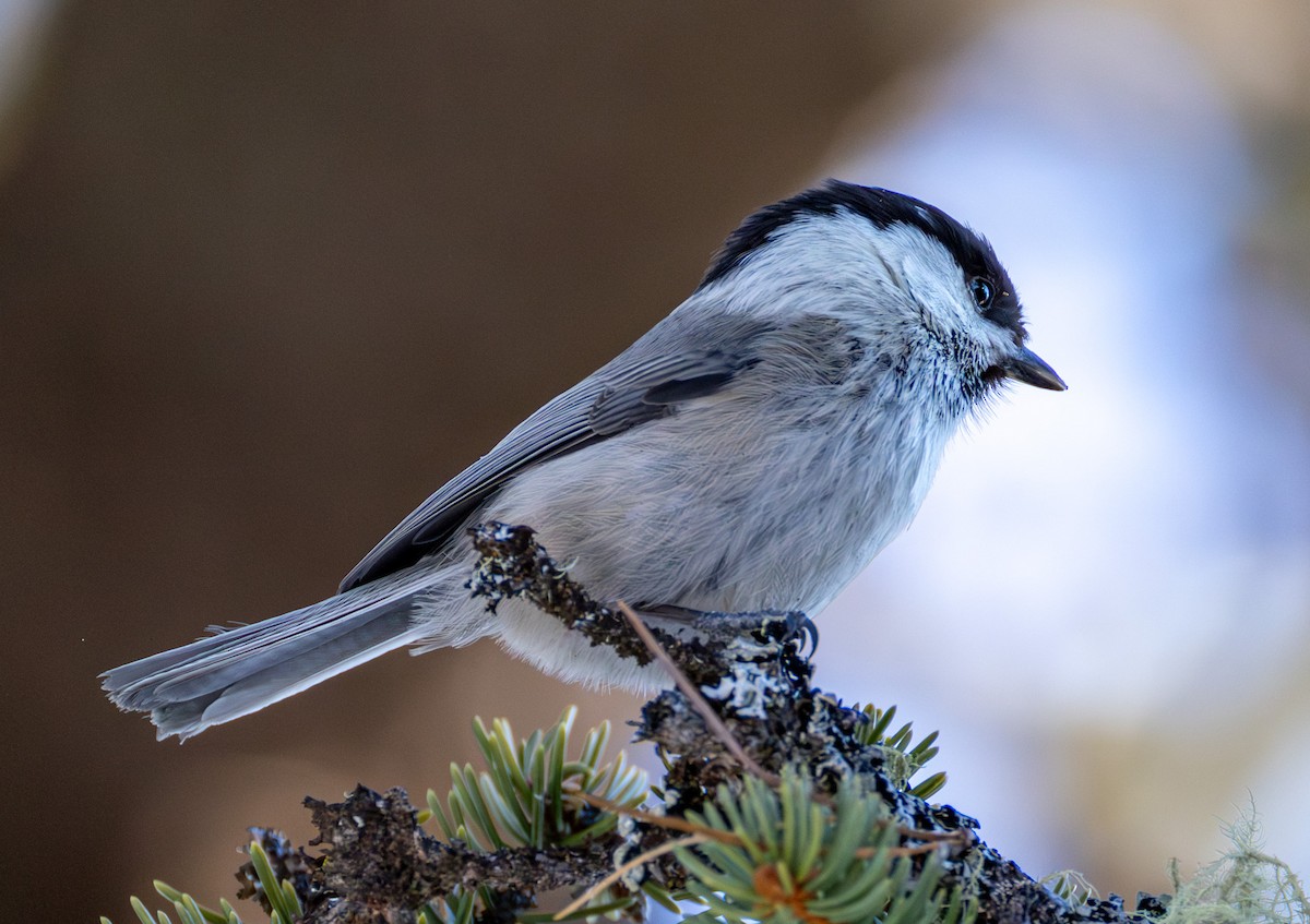 Пухляк - ML647689831