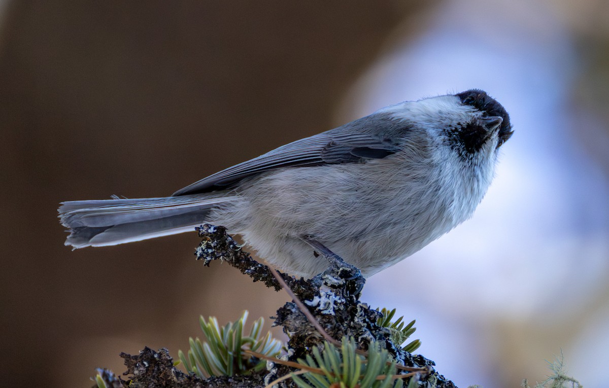 Пухляк - ML647689832