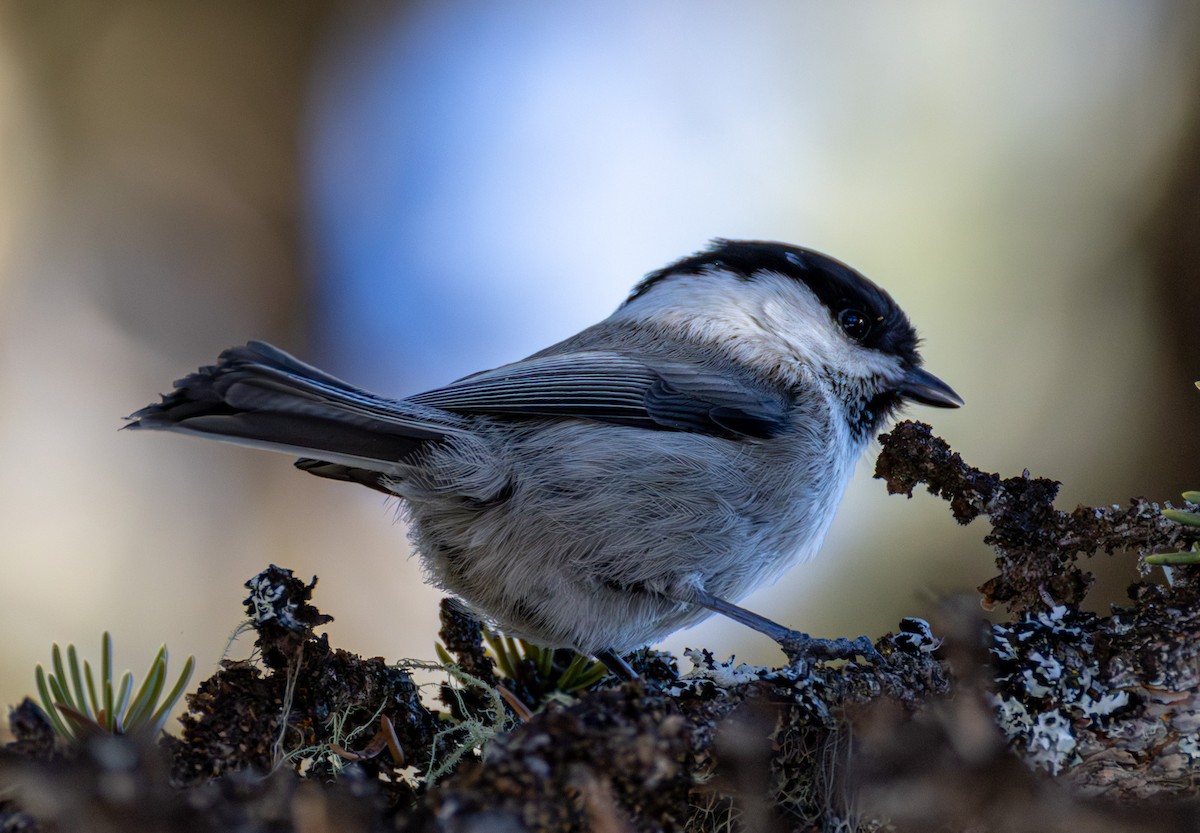 Пухляк - ML647689833