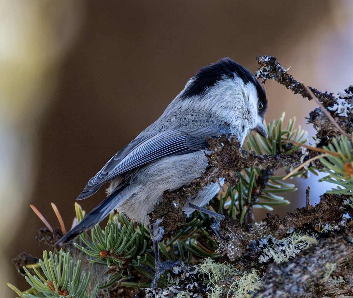 Пухляк - ML647689834