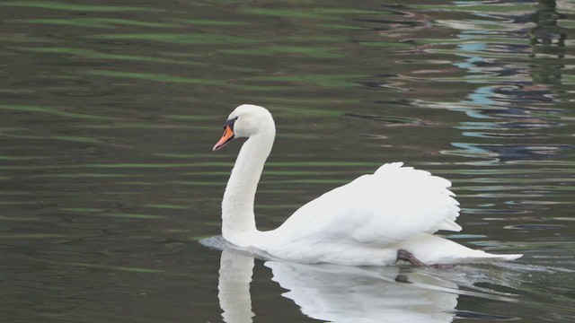 Cigno reale - ML647689857