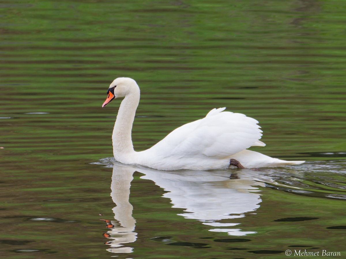 Mute Swan - ML647689862