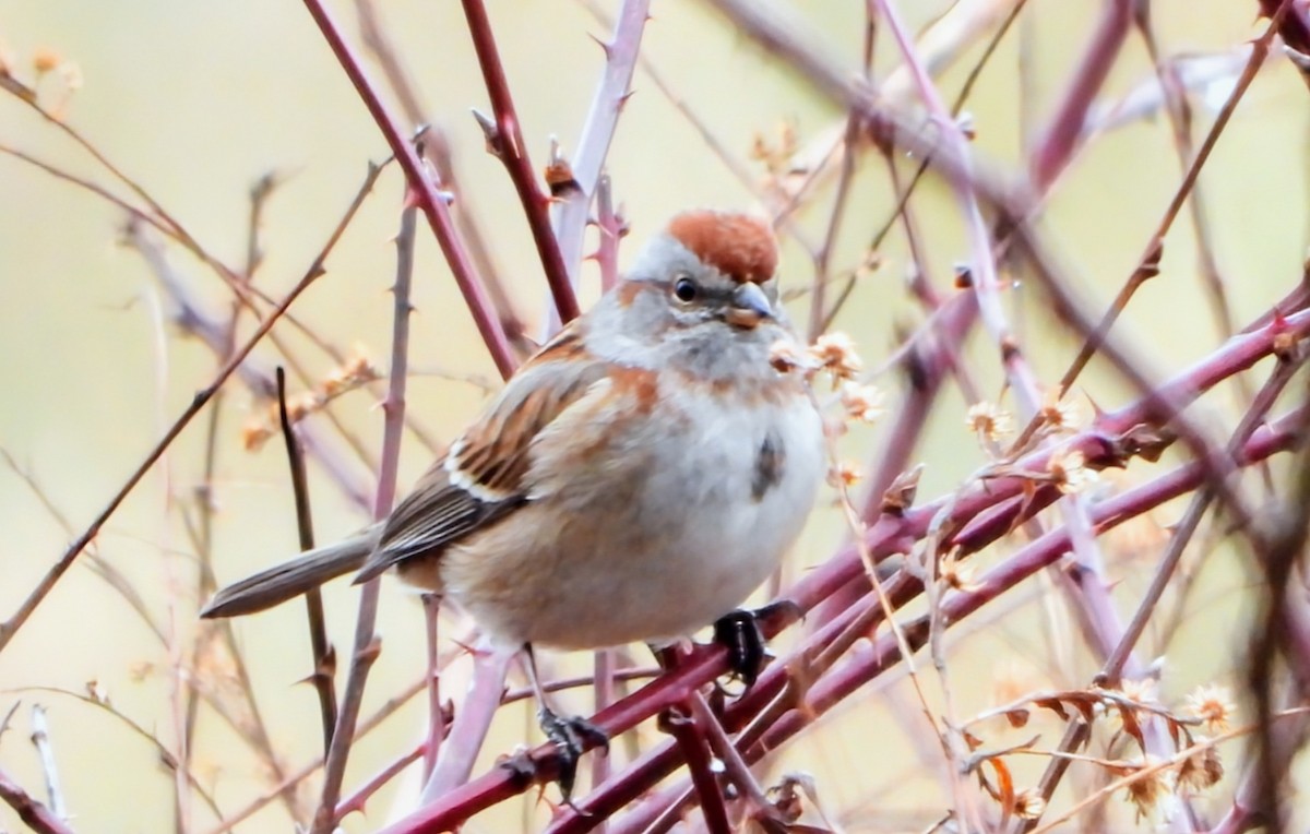 American Tree Sparrow - ML647689867