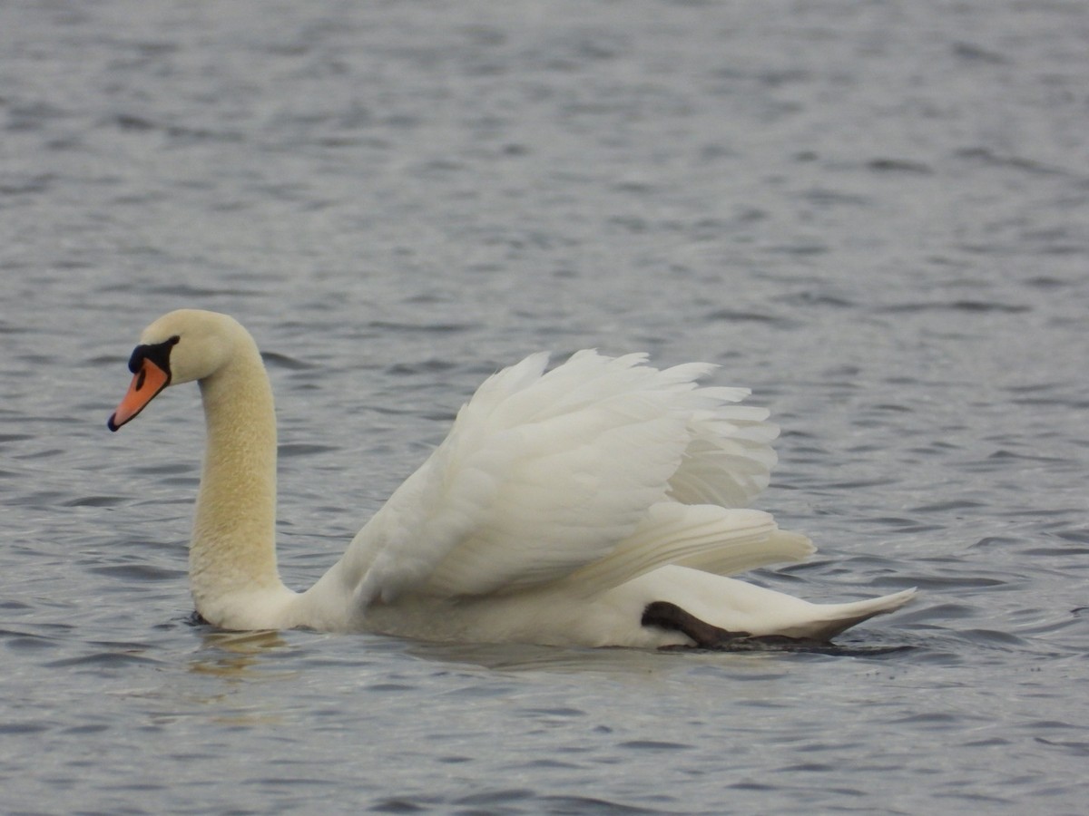 Лебідь-шипун - ML647689878