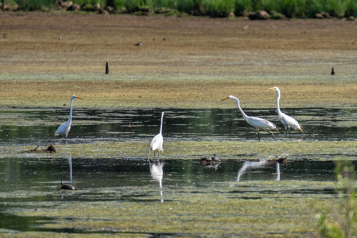 Garceta Grande - ML647689883