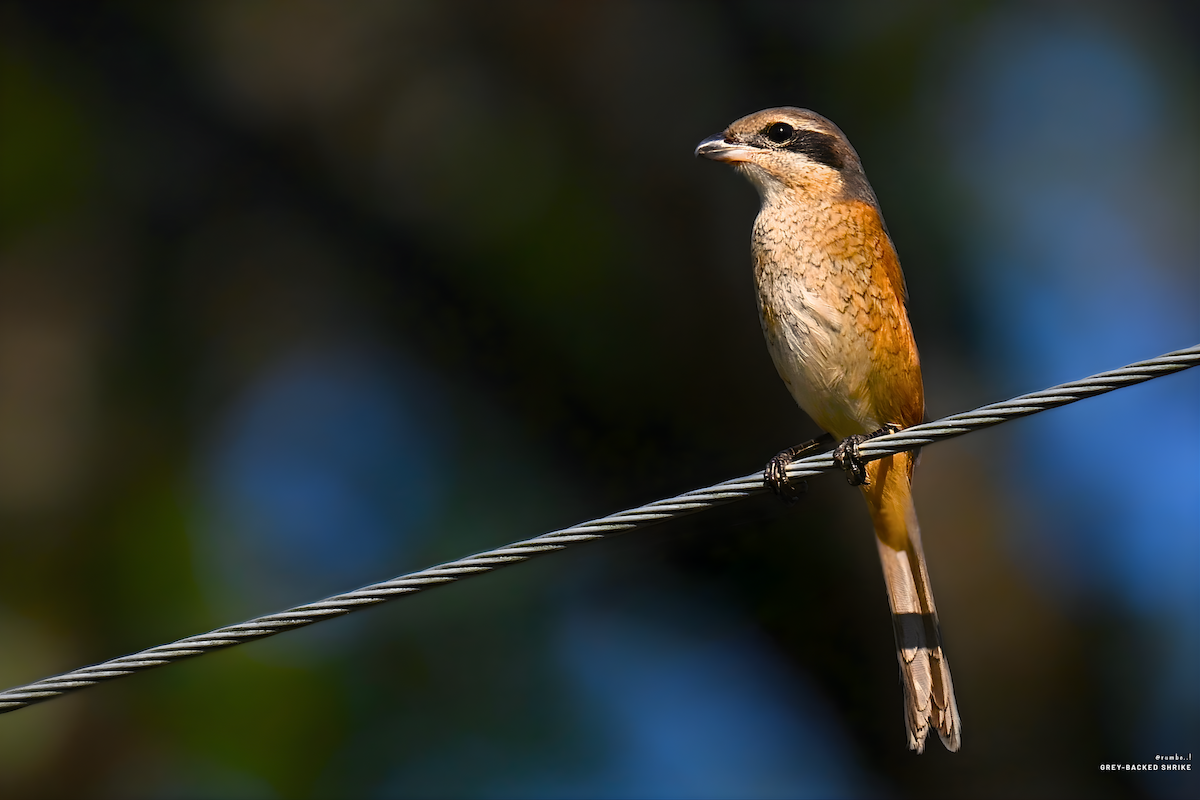 Gray-backed Shrike - ML647689889