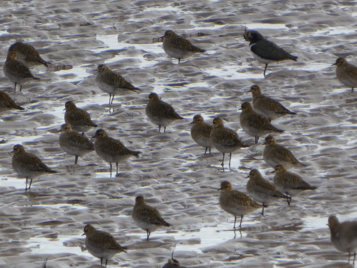 European Golden-Plover - ML647689895