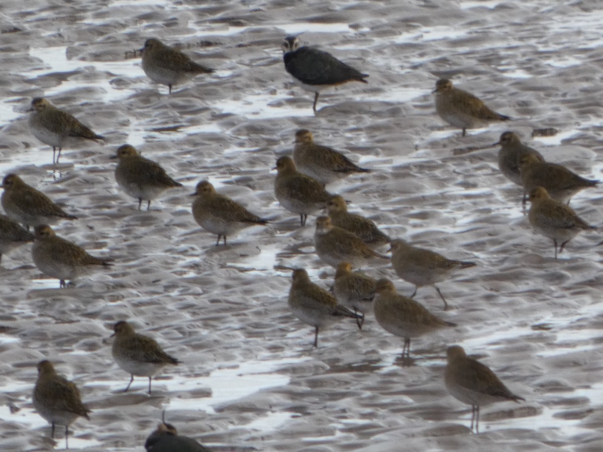 European Golden-Plover - ML647689896