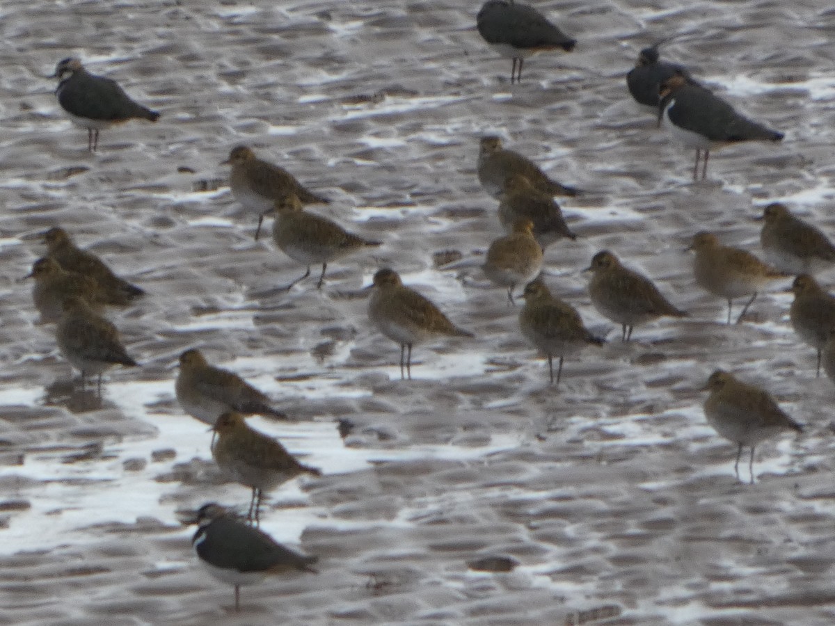 European Golden-Plover - ML647689897