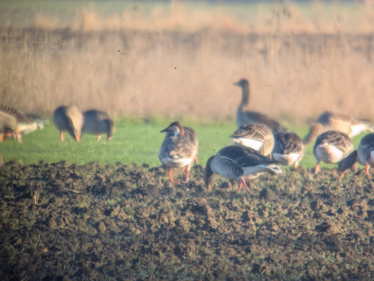 Гуска китайська - ML647689904