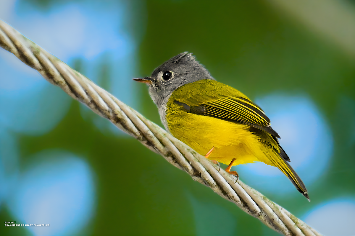 Gray-headed Canary-Flycatcher - ML647689907