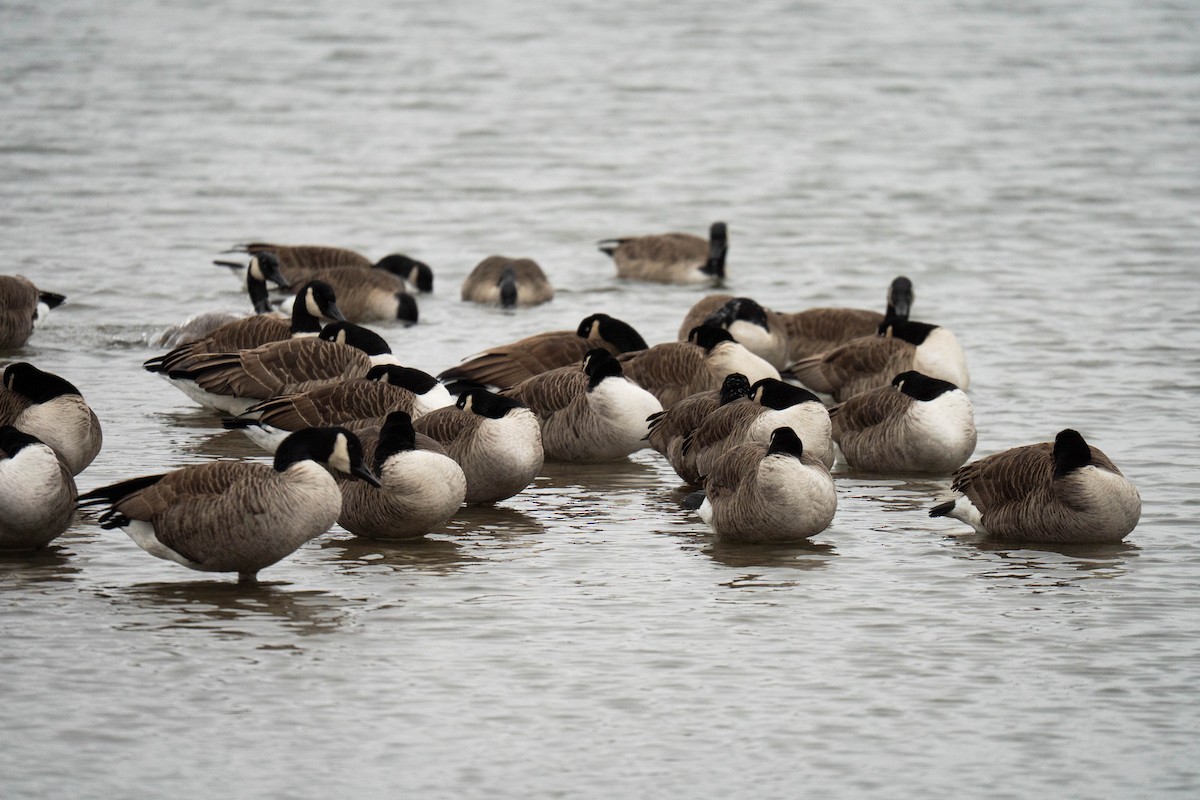 Canada Goose - ML647689909