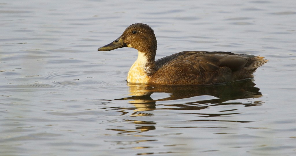 Mallard (Domestic type) - ML647689910