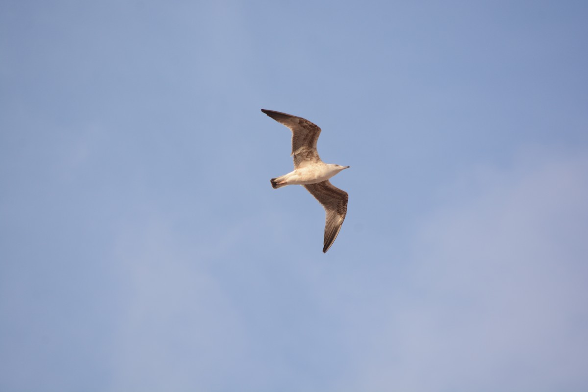 Audouin's Gull - ML647689911